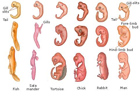 comparative embryology